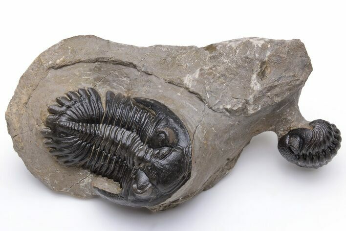 Hollardops With Curled Morocops Trilobite - Ofaten, Morocco #230491